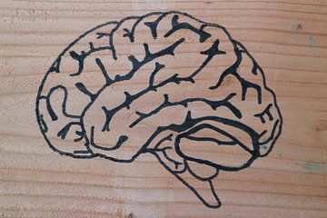 Brain (1/3)