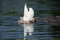 Cygne avec ses petits | Utrecht