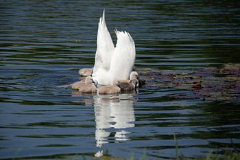 Swan with her youngsters | Utrecht