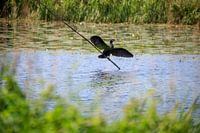Cormorant