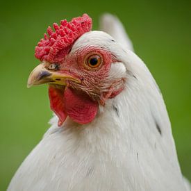 Hühner auf dem Bauernhof von Sven Wildschut