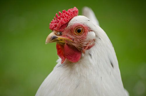 Kip op de boerderij