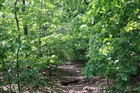 Rustieke rust in het bos