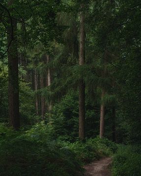 Sommerwald von Judith Linders