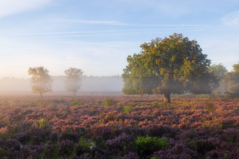 Mist op de heide van Thijs Friederich