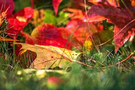 NATURE : FEUILLES DANS LA FORÊT