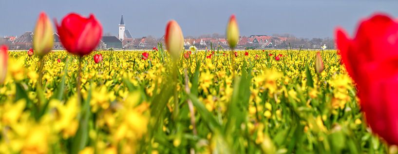 Bollenvelden rondom den Hoorn op Texel / Bulb fields around the Hoorn on Texel van Justin Sinner Pictures ( Fotograaf op Texel)