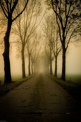 Autumn Lane