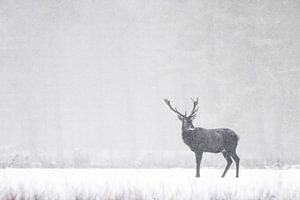 Rothirsche im Schnee.