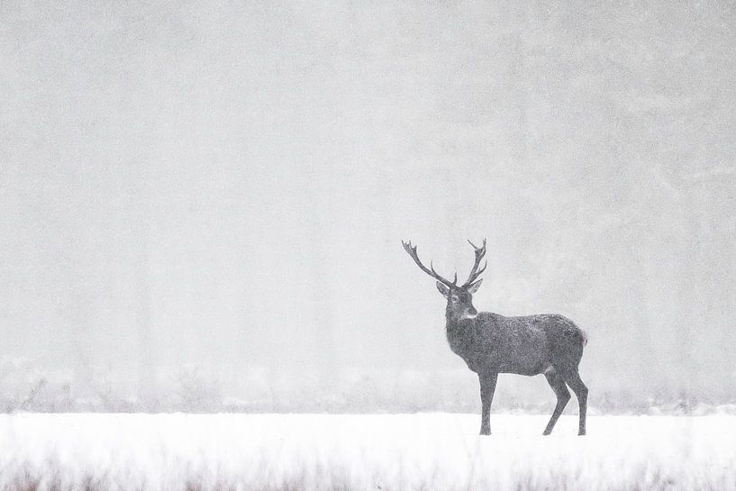 Edelhert in de sneeuw. van Albert Beukhof