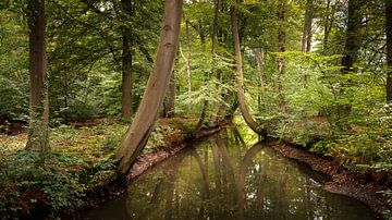 Mysterieus Nederlands boslandschap van Enrico Veneziano