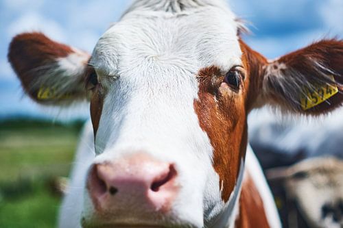 Portrait of a Dutch cow, Tienhoven.