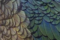 Details of the wing and breast feathers of a Kea (Nestor notabilis)