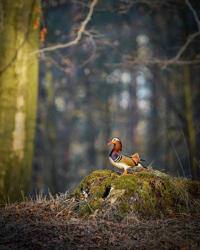 Mandarin duck by Tom Zwerver