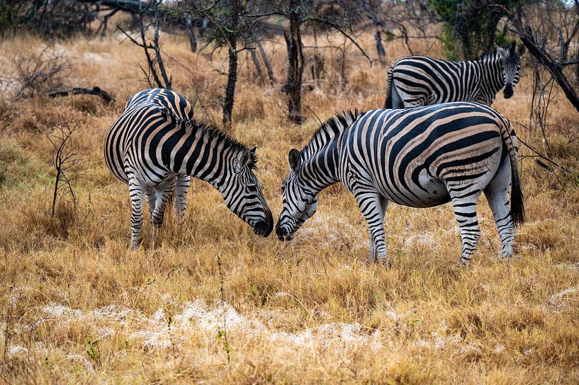 Amour naissant - Zèbres dans le parc Kruger par Lenneke Maasland