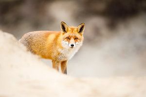 fox sur Pim Leijen
