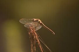 Libel op dode tak met tegenlicht sur Klaas Dozeman