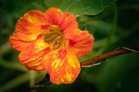 fleur