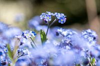 Forget-Me-Not