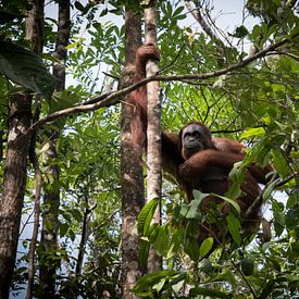 Orang Oetan Borneo von Wolfgang Stollenwerk