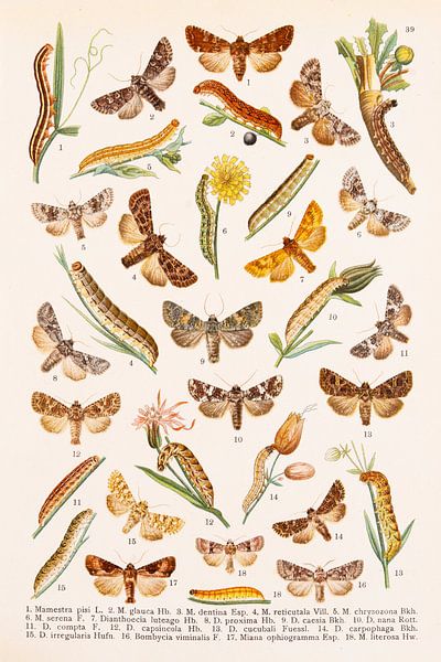 Vintage-Malbogen mit 18 abgebildeten Schmetterlingen und Raupen. von Studio Wunderkammer