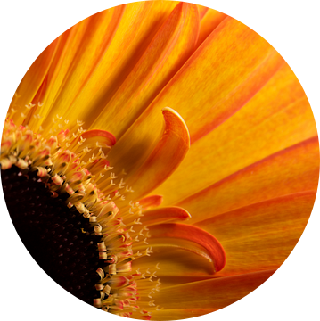 Eyecatcher: Geel - oranje Gerbera (close -up) van Marjolijn van den Berg