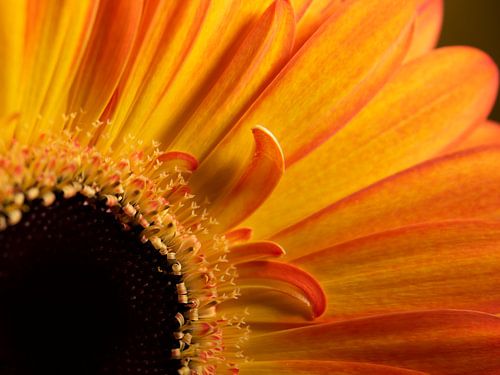 Eyecatcher: Geel - oranje Gerbera (close -up)