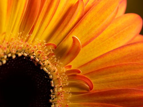 Eyecatcher: Yellow - orange Gerbera (close -up)