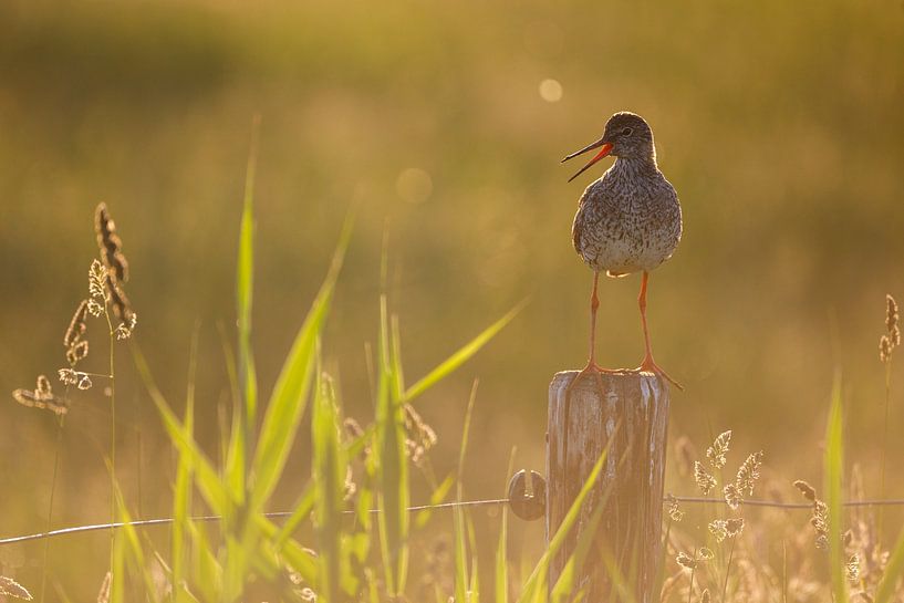 Common redshank in backlight by Anja Brouwer Fotografie