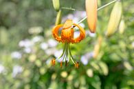 Tigerlilie von Yannick uit den Boogaard Miniaturansicht