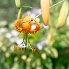 Tiger Lily sur Yannick uit den Boogaard