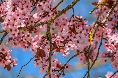 Delicate bloesems in de lentelucht