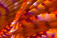 UNDERWATER ART - WORM van LISA DC thumbnail