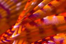 UNDERWATER ART - WORM