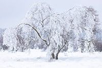 Eisbaum