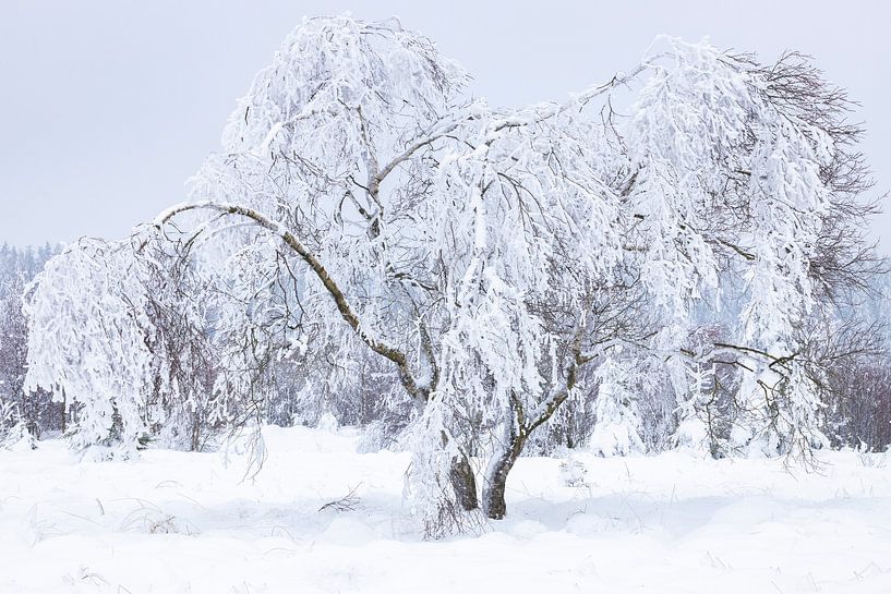 Eisbaum von Andrew van der Beek