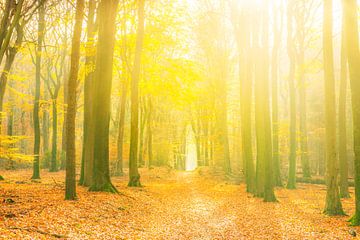 Pfad durch einen goldfarbenen Herbstwald an einem schönen, sonnigen Herbsttag. von Sjoerd van der Wal Fotografie