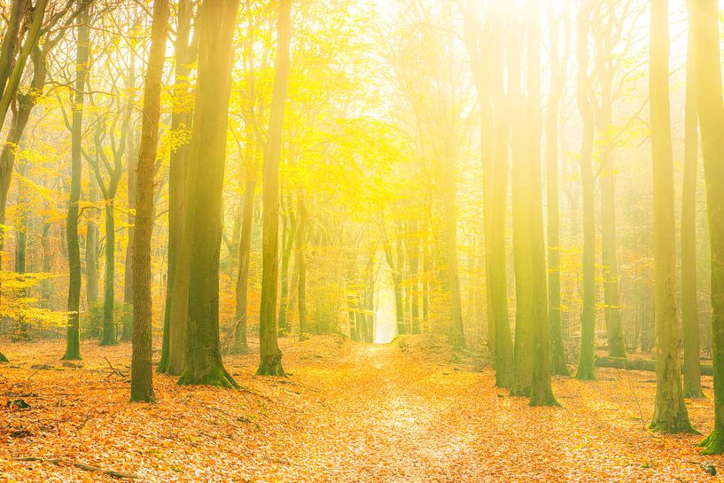 Pad door een goudkleurig herfstbos tijdens een mooie zonnige herfstdag van Sjoerd van der Wal Fotografie