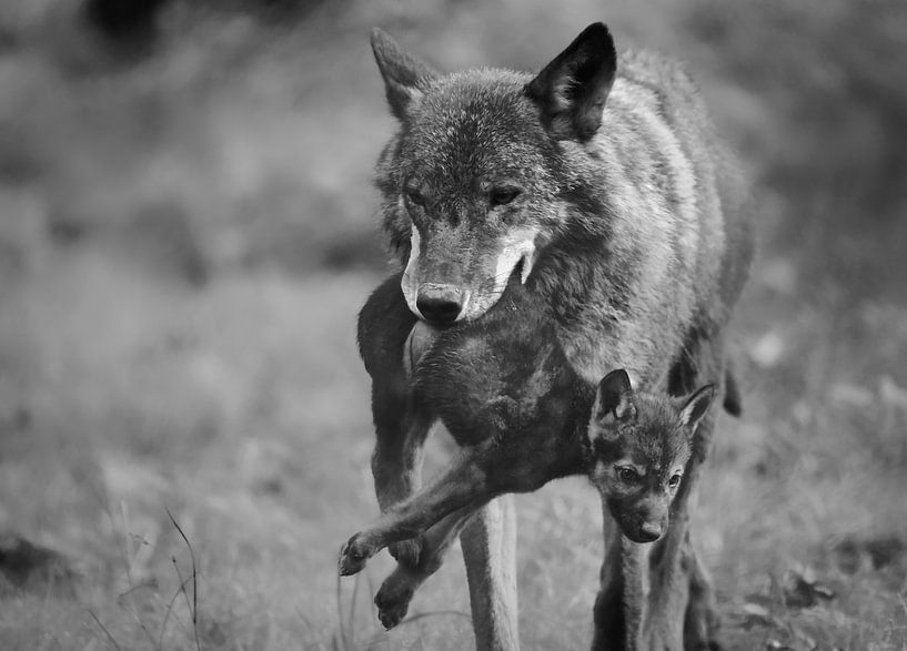 Wolf met jong van Eveline Lenderink