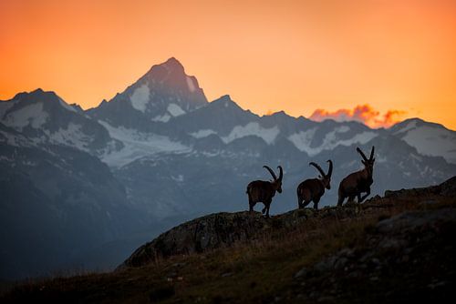 Steenbokken - Nufenenpass - Wallis - Zwitserland van Felina Photography