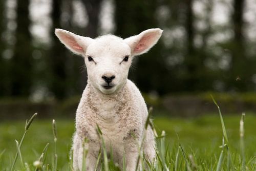 Texels lammetje