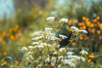Anthriscus bermplant Fluitenkruid