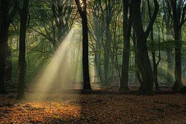 Atmospheric misty morning light with a stalking sun