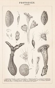 Antieke botanische prent met eencelligen van Studio Wunderkammer