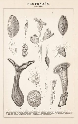 Antique botanical print showing unicellular organisms