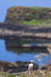 Papageitaucher (Fratercula arctica)