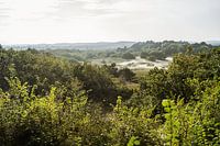 Dünenwald im weichen Licht
