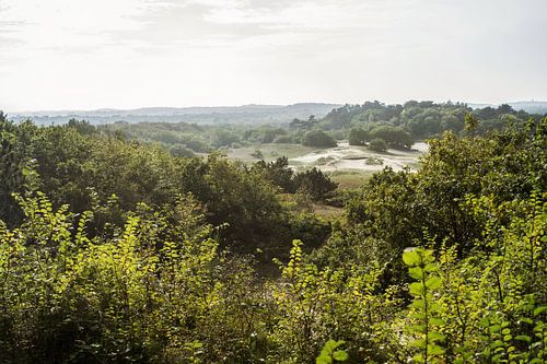 Forêt de dunes dans une lumière douce sur Stella Ammerlaan