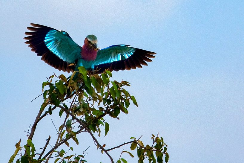 Fliederbrustwalze von Peter Michel