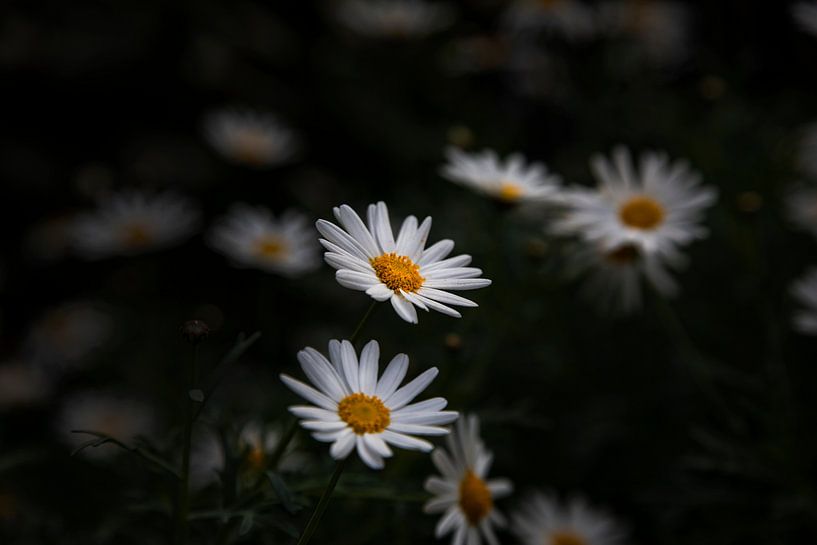 Witte Bloemen van Petro Luft
